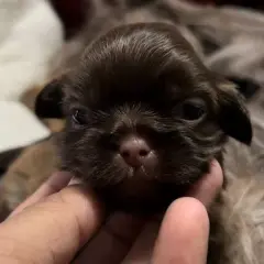 Cuándo abren los ojos los perros y qué esperar en su desarrollo