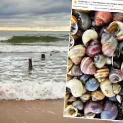 Kolorowe muszelki na plaży, które pokazują, jak powstają muszelki w Bałtyku. Fale obmywają brzeg, a na piasku leżą liczne skorupki.