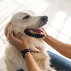 Złoty retriever zadowolony z pieszczot pod brodą i za uszami – to miejsca, gdzie psy lubią być głaskane.