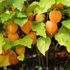 Pomarańczowe lampiony rodzynek brazylijski, gotowe do zbioru. Uprawa tej rośliny ozdobnej jest prosta.