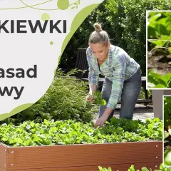 Rzodkiew kiedy siać – uniknij błędów i ciesz się obfitym plonem