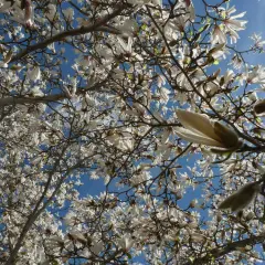 En magnoliaknopp i kruka sträcker sig mot den blå himlen, omgiven av blommor och grenar.