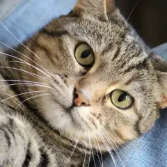 Eine getigerte Katze liegt auf blauem Stoff. Ihre grünen Augen blicken neugierig, während sie leicht knurrt.