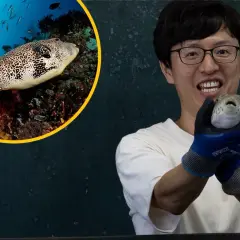 Mężczyzna w okularach trzyma rybę fugu. W okręgu widać tę samą rybę fugu pływającą wśród koralowców.