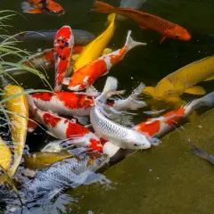 Un grupo de coloridos peces koi nadan en un estanque exterior, creando un espectáculo vibrante.
