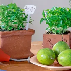 Zwei Töpfe mit jungen Passiflora-Pflanzen, bereit für das **Passionsfrucht selber ziehen**. Daneben liegen grüne Früchte und eine kleine Gießkanne.