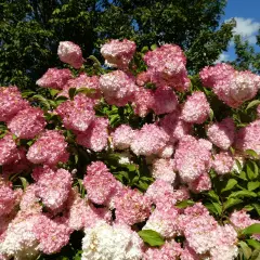 Kwitnąca hortensja Melba Fraise w odcieniach różu i bieli, z zielonymi liśćmi i błękitnym niebem w tle.