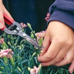 Hände mit einer Gartenschere schneiden verblühte Nelken, um Platz für neue Blüten zu schaffen.