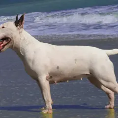 Biały pies rasy TTB z wywieszonym językiem stoi na plaży. W tle widać fale oceanu.