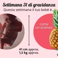 A 31 settimane di gravidanza, il tuo bebè è grande come un ananas, lungo circa 41 cm e pesa 1,5 kg.