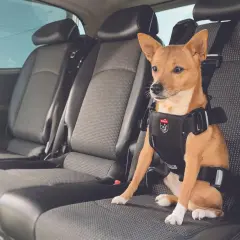 Un petit chien brun, portant un harnais de sécurité, est assis sur la banquette arrière d'une voiture. Il est prêt pour un voyage en voiture.