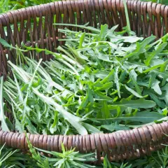 Frisch geernteter Rucola liegt in einem geflochtenen Korb, bereit für die Küche. Die grünen Blätter der Rucola Pflanzen sind leicht gezackt und verströmen einen würzigen Duft.