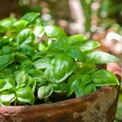 Cuándo plantar albahaca para obtener la mejor cosecha posible