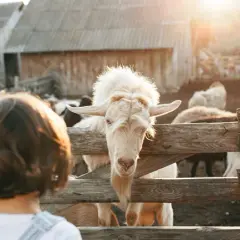 Agroturystyka jak założyć nie będąc rolnikiem – krok po kroku do sukcesu