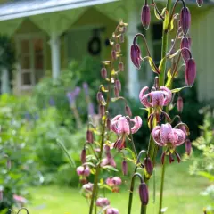 En lummig cottage garden med rosa liljor i förgrunden och ett gult hus i bakgrunden.