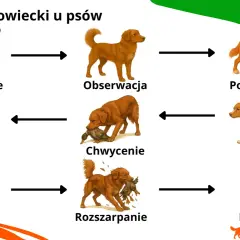 Łańcuch łowiecki u psów: namierzanie, obserwacja, podkradanie, pogoń, chwycenie, rozszarpanie, konsumpcja. Legawy pies myśliwski w akcji.