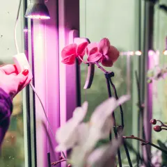 Ręka z czerwonym lakierem na paznokciach włącza lampę doświetlającą rośliny. Różowe orchidee kwitną pod fioletowym światłem, które zapewnia im optymalne doświetlanie roślin ile godzin.
