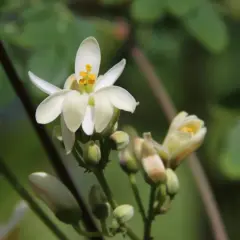 Fiori bianchi delicati sbocciano sul moringa albero, promettendo nutrimento e benessere.