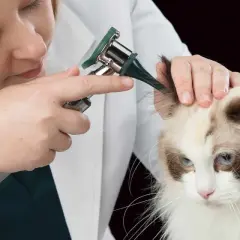 Veterinario examina las orejas de un gato con otoscopio, buscando posibles ácaros.