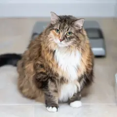 Eine dicke Katze mit flauschigem Fell sitzt auf einem gefliesten Boden. Im Hintergrund ist eine Waage zu sehen.
