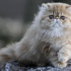 Un adorable chat nez écrasé, au pelage long et soyeux, pose sur des rochers.