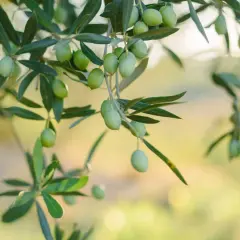 Des olives vertes mûrissent sur une branche, prêtes à être récoltées. Un jour, elles seront pressées pour faire de l'huile, ou peut-être serviront-elles à planter un olivier.