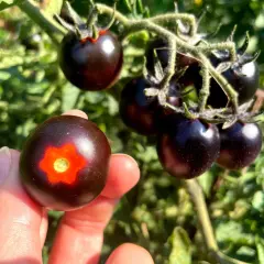 Dłoń trzyma ciemny pomidor black cherry z pomarańczowym wzorem. W tle kiść podobnych pomidorków na gałązce.