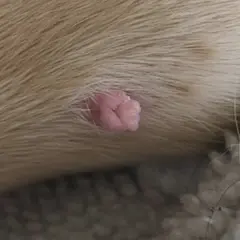 Primer plano de verrugas en perros, una pequeña protuberancia rosada y carnosa en la piel de un perro.