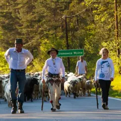 Pasterze z owcami na drodze w Pieninach. W tle zielony las i znak drogowy. Wesołe pieniny z psem, który pilnuje stada.