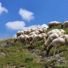 Un gregge di pecore pascola su un pendio erboso sotto un cielo azzurro con nuvole bianche. La vita media di una pecora è di circa 10-12 anni.