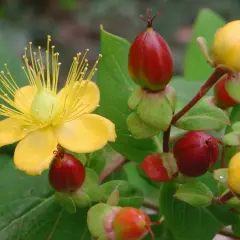 Gelbe Blüte und rote Beeren, wo ist Johanniskraut drin? Die Pflanze zeigt ihre Heilkraft.