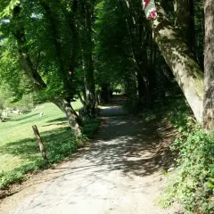 Schattenreicher Weg auf der korkenziehertrasse Solingen, mit Kühen auf der Weide links.