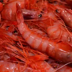 Un primer plano de gambas rojas frescas, listas para ser preparadas en un restaurante de Garrucha.