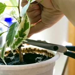 Mano che pota una pianta con forbici. Per prendersi cura delle piante, è importante sapere come disinfettare le forbici da potatura prima dell'uso.