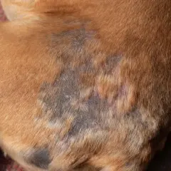 Gale du chien : zones de peau irritée et dépigmentée sur le flanc d'un chien brun.