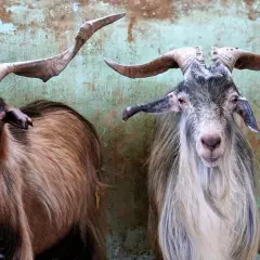 Due capre selvatiche con corna imponenti e folta pelliccia, una marrone e nera, l'altra grigia e bianca, guardano curiose.