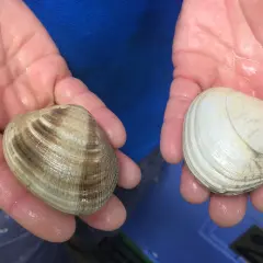 Manos sostienen dos tipos de almejas: una con rayas marrones y otra blanca.