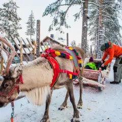 Renifer w uprzęży czeka na przejażdżkę w Rovaniemi, stolicy Laponii. Dziecko w saneczkach i mężczyzna w pomarańczowej kurtce.
