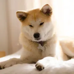 Akita Inu: Co je? Jak karmić dla zdrowia i długiego życia?