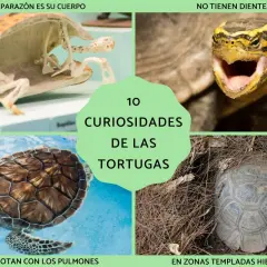 Descubre 10 curiosidades de las tortugas: su caparazón es su cuerpo, no tienen dientes, flotan con los pulmones y hibernan en zonas templadas.