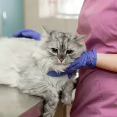 Un chat gris aux yeux tristes est examiné par un vétérinaire. Le test FIV chat est une étape importante pour sa santé.