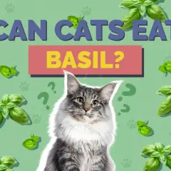 A fluffy cat looks up, surrounded by basil leaves and question marks, as the text asks "Can cats eat basil?".