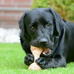 Czarny labrador gryzie kość, zastanawiając się, czy pies może jeść kości wieprzowe.