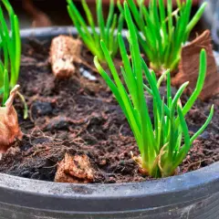 Jeunes pousses vertes dans un pot, signe d'une plantation échalote réussie. Les bulbes commencent à s'enraciner dans la terre.