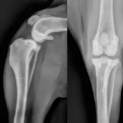 Radiografie del ginocchio di un cane. La vista laterale mostra la rotula e l'articolazione femoro-tibiale. La vista antero-posteriore mostra le tibie e i femori. Il costo di un TPLO cane può variare.