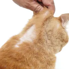 Main d'une personne examinant le pelage du chat qui sent mauvais, révélant des zones sans poils sur le cou.