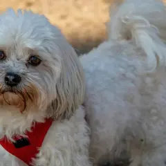Un adorable Bichón Maltés con un corte de pelo veraniego, luciendo un arnés rojo.
