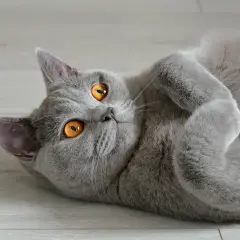 Un chat British Shorthair aux yeux orange vif, couché sur le dos. Il semble se remettre d'une maladie, mais son regard est plein de vie.