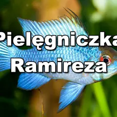 Błękitna pielęgniczka Ramireza, znana z pięknych odmian, pływa wśród zielonych roślin akwariowych.