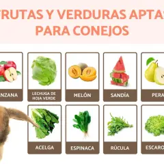Un conejo adorable mira una tabla que muestra qué frutas pueden comer los conejos: manzanas, melón, sandía, pera, lechuga, acelga, espinaca, rúcula y escarola.